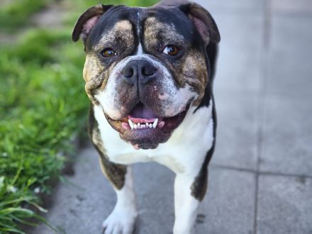 Amerikanische -und old englische bulldogge