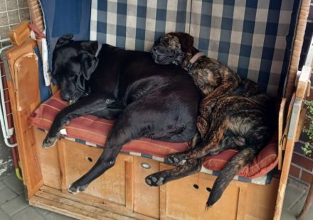 10 kleine Persönlichkeiten auf der Suche nach ihrem Für-immer-Zuhause