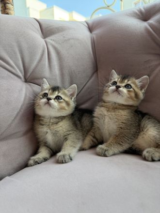 BKH Golden Britisch Kurzhaar kitten
