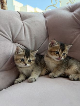BKH Golden Britisch Kurzhaar kitten