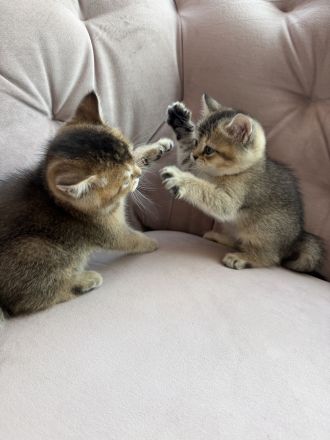 BKH Golden Britisch Kurzhaar kitten
