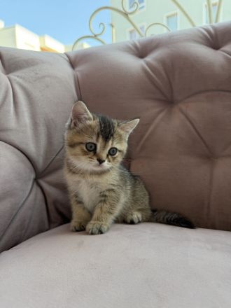 BKH Golden Britisch Kurzhaar kitten