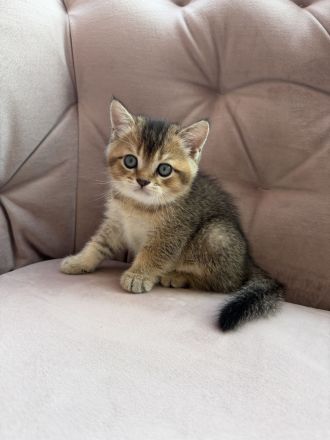 BKH Golden Britisch Kurzhaar kitten