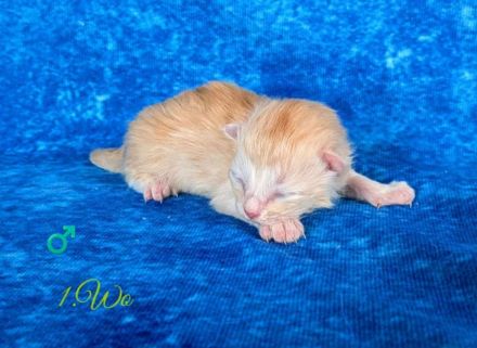 Sibirische Kitten mit Stammbaum