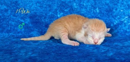 Sibirische Kitten mit Stammbaum