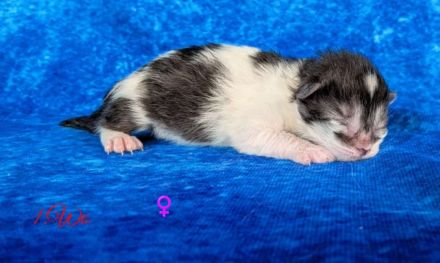 Sibirische Kitten mit Stammbaum