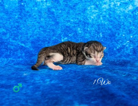Sibirische Kitten mit Stammbaum