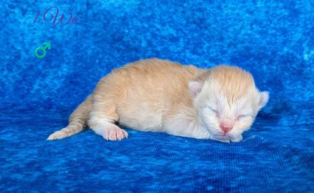 Sibirische Kitten mit Stammbaum