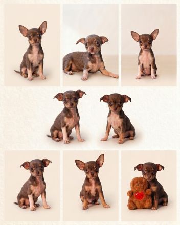 Chihuahua Welpen abzugeben – gesund, geimpft & gechipt (Schoko, Blue, Black Tan)