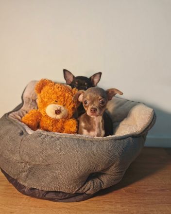 Chihuahua Welpen abzugeben – gesund, geimpft & gechipt (Schoko, Blue, Black Tan)