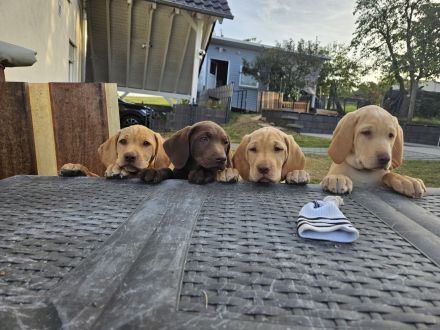 Vizsla-Labrador Mischung