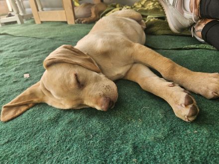 Vizsla-Labrador Mischung