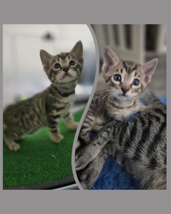 Wunderschöne Bengal-Siam Mix