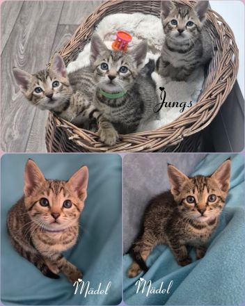 Wunderschöne Bengal-Siam Mix