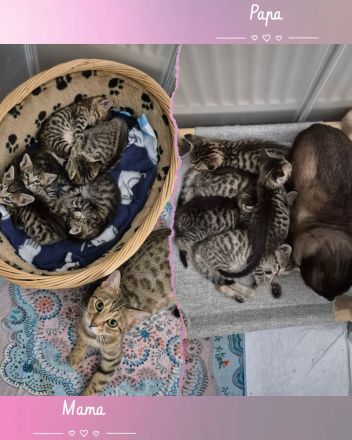 Wunderschöne Bengal-Siam Mix