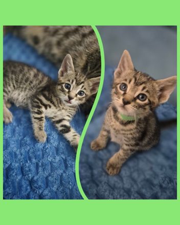 Wunderschöne Bengal-Siam Mix