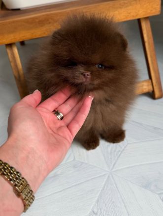 Schokoladenfarbene Pomeranian-Welpen