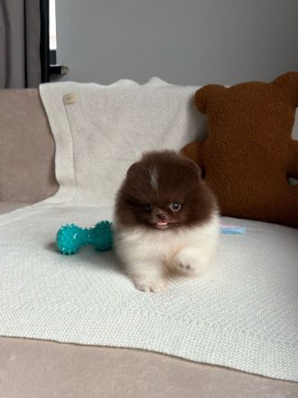 Schokoladenfarbene Pomeranian-Welpen