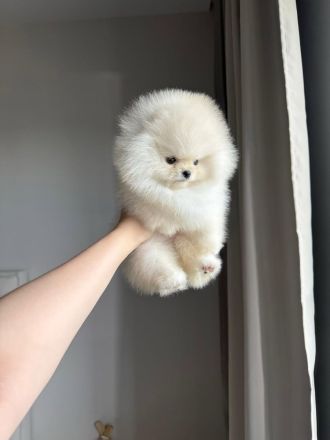 Schokoladenfarbene Pomeranian-Welpen