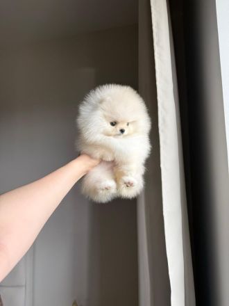 Schokoladenfarbene Pomeranian-Welpen