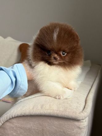 Schokoladenfarbene Pomeranian-Welpen