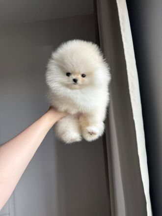 Schokoladenfarbene Pomeranian-Welpen