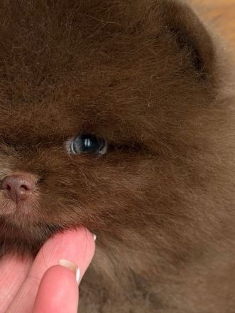 Schokoladenfarbene Pomeranian-Welpen