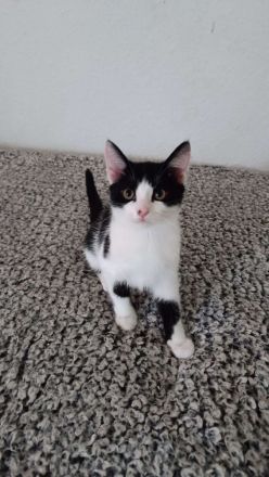 ❤️❤️❤️Maine Coon Mix Kitten Kater ❤️❤️❤️