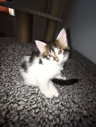 ❤️❤️❤️Maine Coon Mix Kitten Kater ❤️❤️❤️