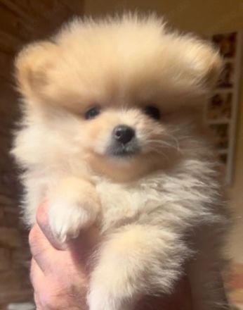 Reinrassige Pomeranian Zwergspitz welpen