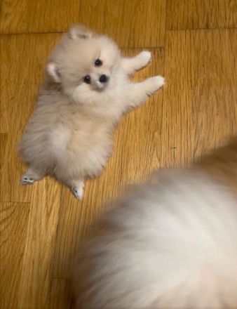 Reinrassige Pomeranian Zwergspitz welpen