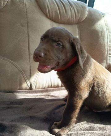 Labradorwelpen zu verkaufen