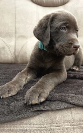 Labradorwelpen zu verkaufen