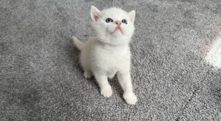 BKH Kitten Black Shaded