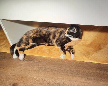 Bengalmischling