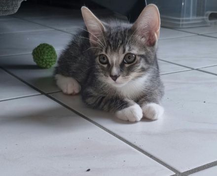 Kater Abzugeben