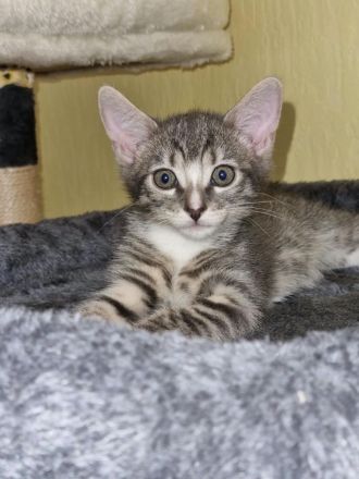 Kater Abzugeben