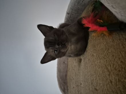 Katze