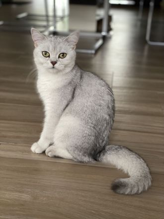 BKH Britisch Kurzhaar Kitten Mädchen