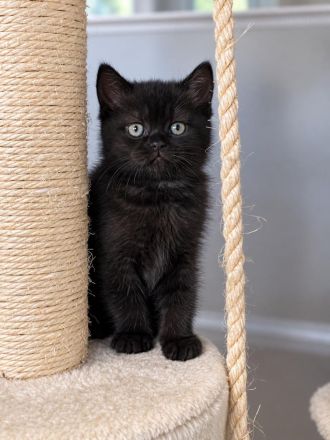 BKH Britisch Kurzhaar Kitten Mädchen