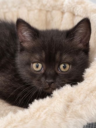 BKH Britisch Kurzhaar Kitten Mädchen