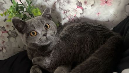 2 wunderschöne liebenswerte Wesen