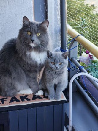 2 wunderschöne liebenswerte Wesen