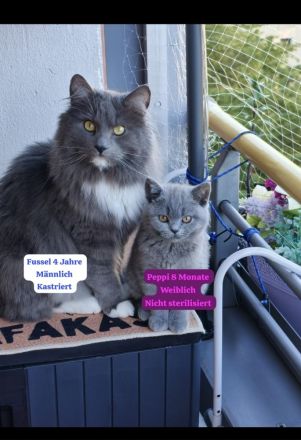 2 wunderschöne liebenswerte Wesen
