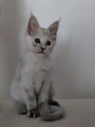 Maine Coon Kitten black silver tortie chinchilla