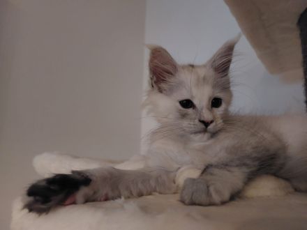 Maine Coon Kitten black silver tortie chinchilla