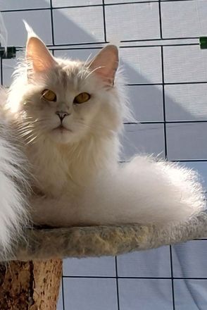 Maine Coon Kitten black silver tortie chinchilla