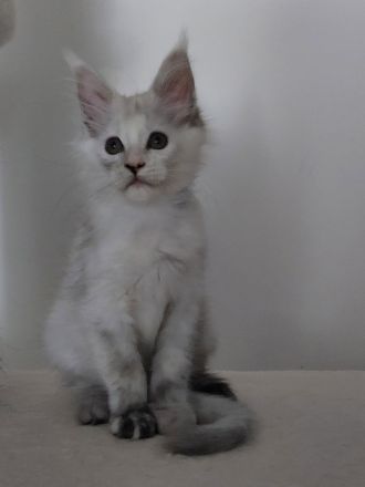 Maine Coon Kitten black silver tortie chinchilla