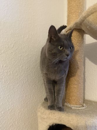 Bkh kitten