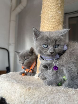Bkh kitten